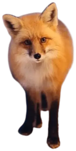 Red fox looking at the camera