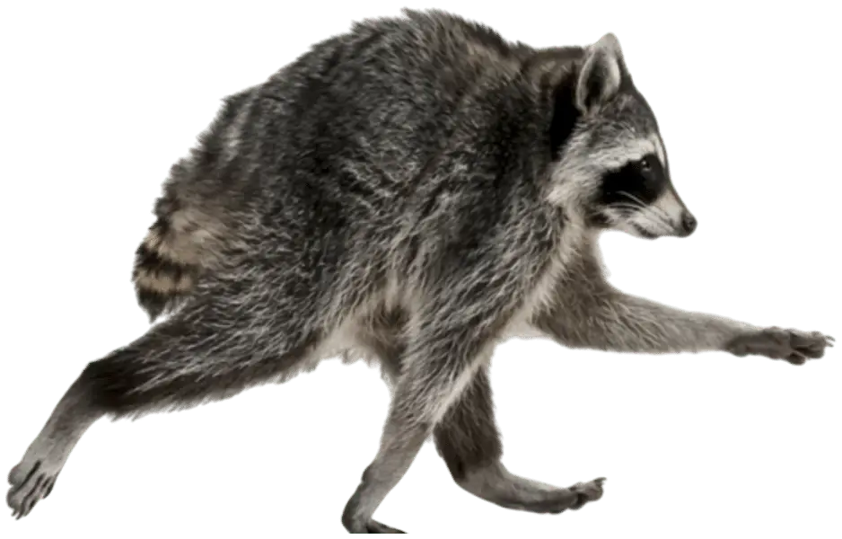 Raccoon mid-stride